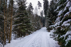 Wintermarathon-Coburg-18