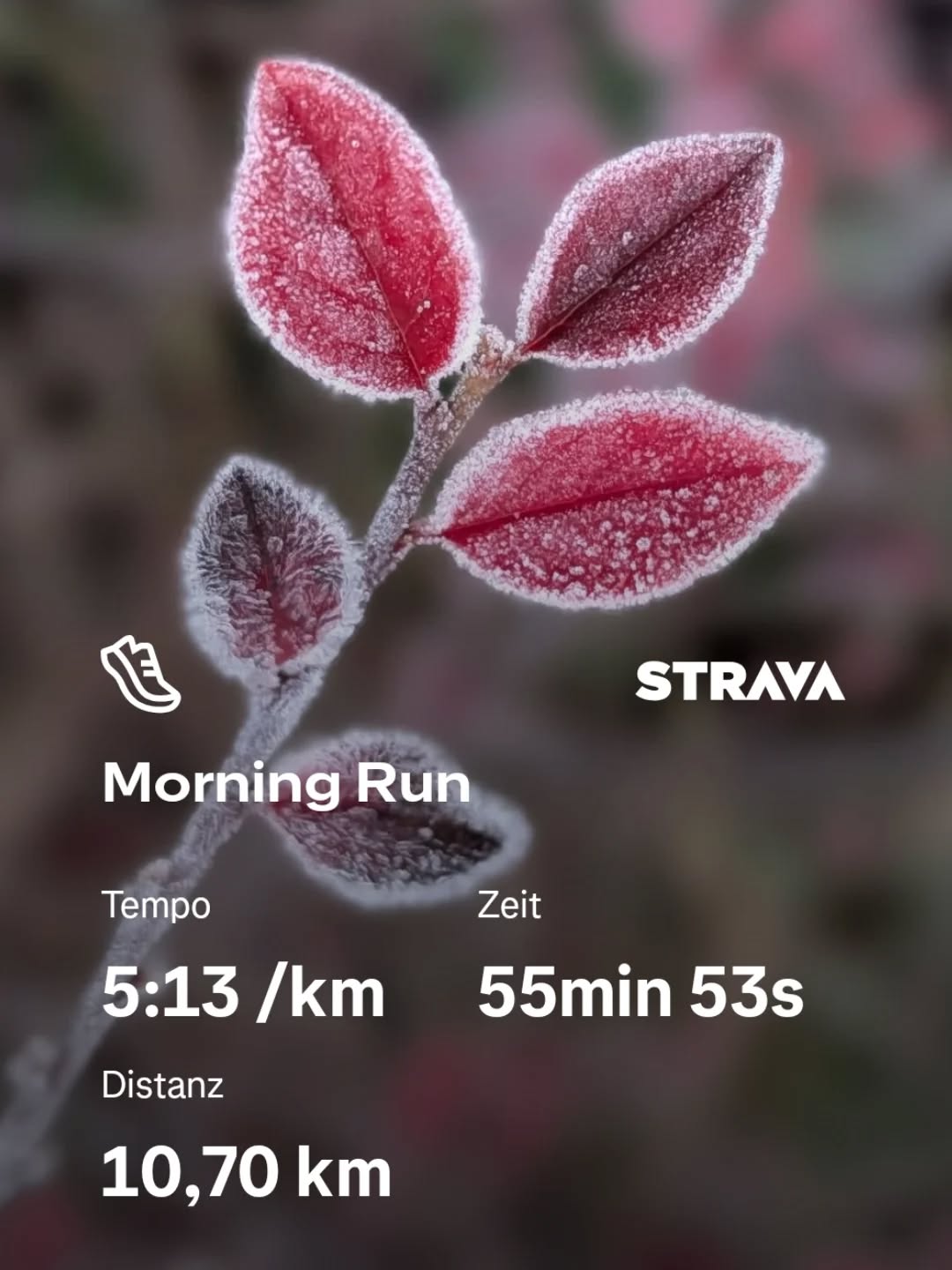 Jetzt wird's kalt 🥶 heute der erste Lauf mit Frost in diesem Winter. Hätte gerne noch darauf verzichtet...

#laufen #running #bamberg